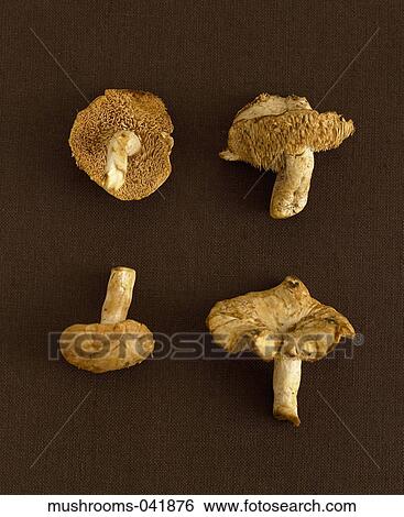 Mushroom, Fungus, Fresh, Food, Brown, Black View Large Photo Image Stock Photograph - Mushroom, Fungus, Fresh, Food, Brown, Black. Fotosearch