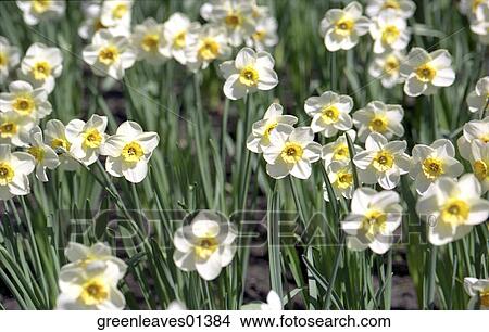 Nature, Still Life, Environment, Fresh, Travel, Outside, Scenic View Large Photo Image Picture - Nature, Still Life, Environment, Fresh, Travel, Outside, Scenic. Fotosearch