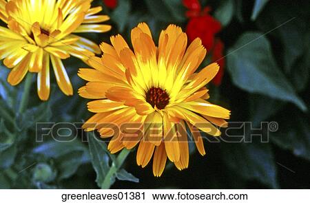 Stock Image - Nature, Still Life, Environment, Fresh, Travel, Outside, Scenic. Fotosearch