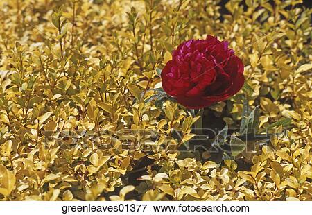Stock Photo - Nature, Still Life, Environment, Fresh, Travel, Outside, Scenic. Fotosearch