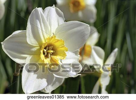 Stock Photography - Nature, Still Life, Environment, Fresh, Travel, Outside, Scenic. Fotosearch