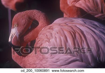 Nature, Still Life, Flamigo, Bird, Pink View Large Photo Image Stock Image - Nature, Still Life, Flamigo, Bird, Pink. Fotosearch