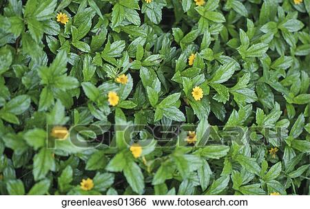 Nature, Still Life, Scenic, Environment View Large Photo Image Stock Photograph - Nature, Still Life, Scenic, Environment. Fotosearch