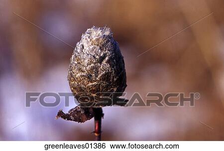 Stock Photograph - Nature, Still Life, Scenic, Environment. Fotosearch