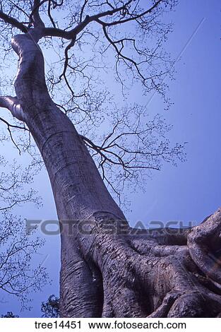 Stock Image - Nature, Travel, Still Life, Scenic, Tree, Tall, Roots. Fotosearch