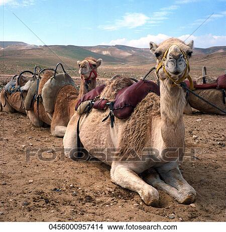 Picture - Outside, Nature, Travel, Animal. Fotosearch