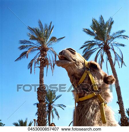 Stock Photo - Outside, Nature, Travel, Animal. Fotosearch