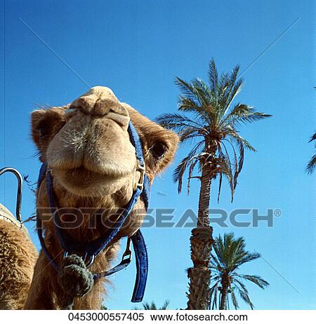 Stock Photography - Outside, Nature, Travel, Animal. Fotosearch