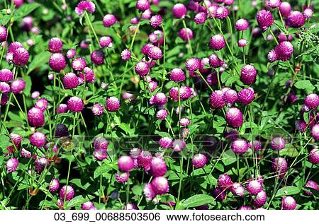 Outside, Spring, Flower, Field, Meadow, Blooming, Garden View Large Photo Image Stock Photograph - Outside, Spring, Flower, Field, Meadow, Blooming, Garden. Fotosearch