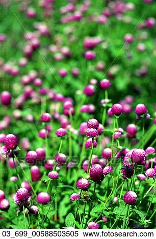 Outside, Spring, Flower, Field, Meadow, Blooming, Garden View Large Photo Image Stock Photography - Outside, Spring, Flower, Field, Meadow, Blooming, Garden. Fotosearch