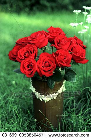 Outside, Spring, Red, Roses, Flowers View Large Photo Image Stock Image - Outside, Spring, Red, Roses, Flowers. Fotosearch