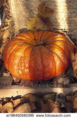 Solo, Squash, Still Life, Vegetable, Vegetables, Autumn View Large Photo Image Stock Photo - Solo, Squash, Still Life, Vegetable, Vegetables, Autumn. Fotosearch