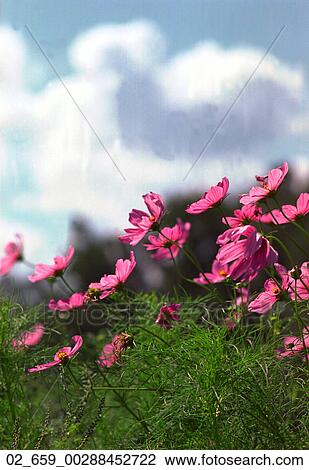 Still Life, Pink Flower, Field, Grass, Meadow, Outside View Large Photo Image Stock Image - Still Life, Pink Flower, Field, Grass, Meadow, Outside. Fotosearch