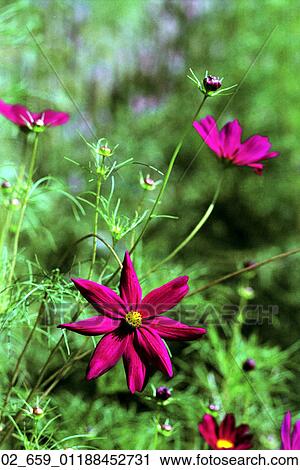 Still Life, Pink, Flower, Garden, Field, Spring View Large Photo Image Stock Image - Still Life, Pink, Flower, Garden, Field, Spring. Fotosearch