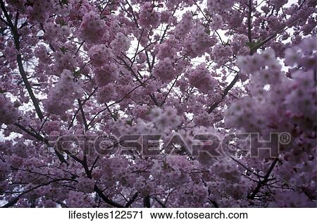 Still Life View Large Photo Image Stock Image - Still Life. Fotosearch