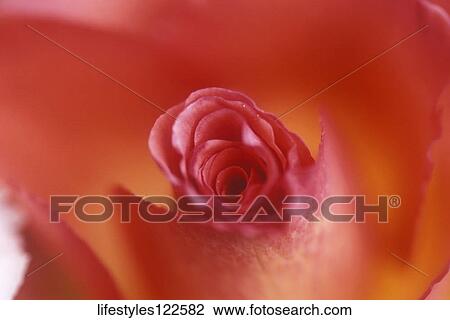 Still Life View Large Photo Image Stock Image - Still Life. Fotosearch