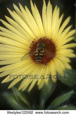Stock Image - Still Life. Fotosearch