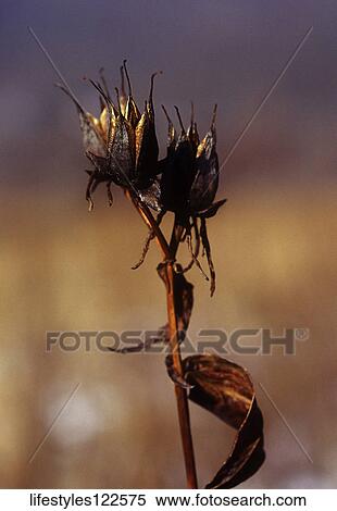 Still Life View Large Photo Image Stock Photography - Still Life. Fotosearch