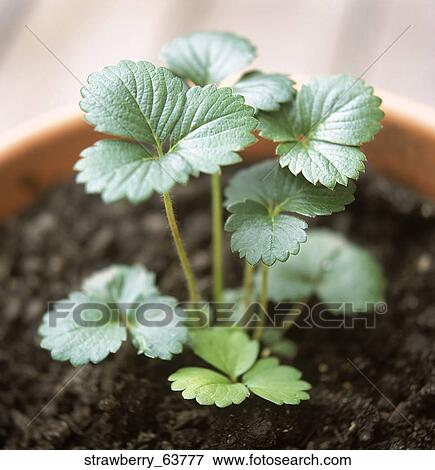 Strawberry, Plant, Seedling, Pot, Orange, Fresh, Alive View Large Photo Image Stock Photo - Strawberry, Plant, Seedling, Pot, Orange, Fresh, Alive. Fotosearch