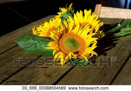 Sunflower, Wood, Table, Chair, Sunny, Sunlight, Summer View Large Photo Image Stock Photo - Sunflower, Wood, Table, Chair, Sunny, Sunlight, Summer. Fotosearch