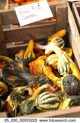 Vegetable, Squash, Gords, Halloween, Thanksgiving, Basket View Large Photo Image Stock Image - Vegetable, Squash, Gords, Halloween, Thanksgiving, Basket. Fotosearch