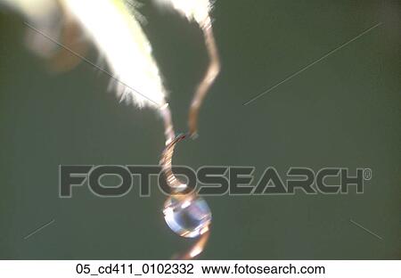 Water, Dew, Nature, Leaf, Leaves, Droplet View Large Photo Image Stock Image - Water, Dew, Nature, Leaf, Leaves, Droplet. Fotosearch