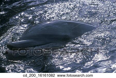 Water, Still Life, Fish, Mammal, Dolphin, Nature, Animal View Large Photo Image Stock Image - Water, Still Life, Fish, Mammal, Dolphin, Nature, Animal. Fotosearch