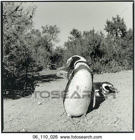 animal, penguines View Large Photo Image Stock Photograph - animal, penguines. Fotosearch