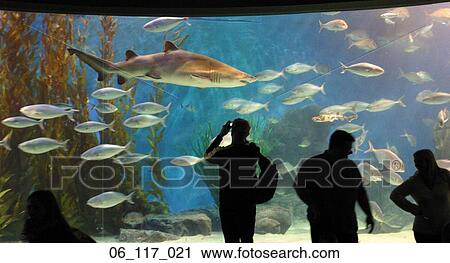 Stock Image - aquarium. Fotosearch