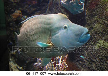 Stock Photo - fish. Fotosearch