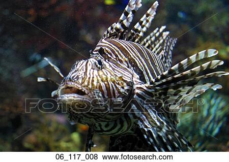fish View Large Photo Image Stock Photo - fish. Fotosearch