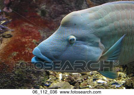 Stock Photograph - fish. Fotosearch