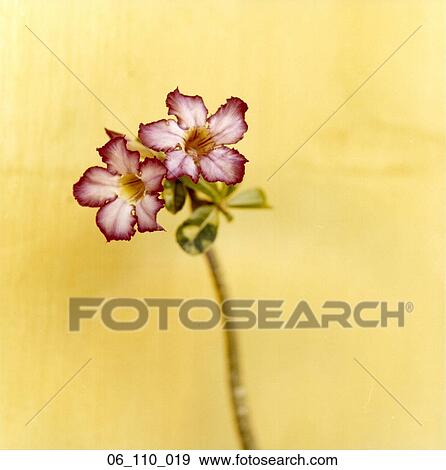 Stock Photo - flower. Fotosearch