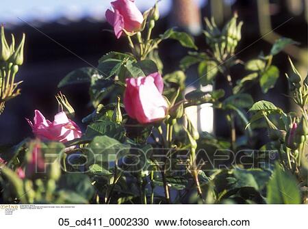 nature, environment View Large Photo Image Stock Image - nature, environment. Fotosearch
