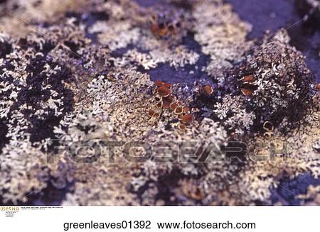 Stock Image - outdoor, algae, Environment, biology, nature. Fotosearch