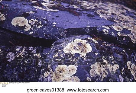 outdoor, black, rock, white View Large Photo Image Stock Photo - outdoor, black, rock, white. Fotosearch