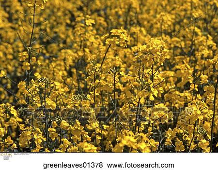 Stock Photo - outdoor, several, yellow, flowers. Fotosearch