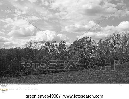 Stock Photo - outdoor, trees, field. Fotosearch