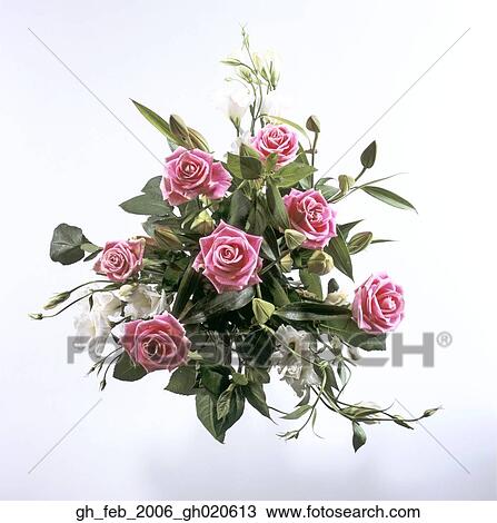 pink rose flowers View Large Photo Image Stock Image - pink rose flowers. Fotosearch
