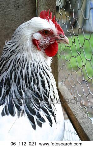 rooster, animal View Large Photo Image Stock Image - rooster, animal. Fotosearch