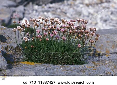 science, rock View Large Photo Image Stock Photo - science, rock. Fotosearch