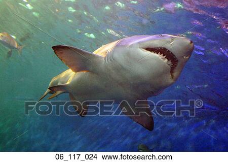 Picture - shark. Fotosearch