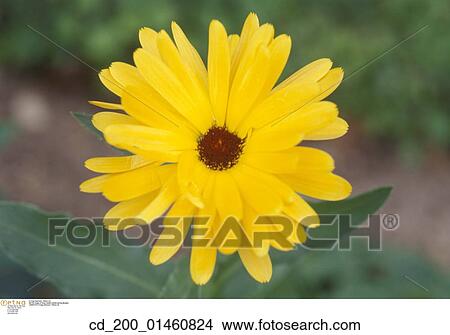 Picture - Still, Life, Close, Up, Petals, Floral, Detail. Fotosearch