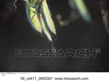 still, life, dew, drop, falling View Large Photo Image Stock Photo - still, life, dew, drop, falling. Fotosearch