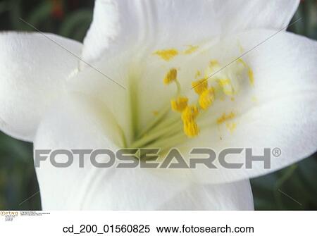 Stock Photography - Still, Life, Lily, Petals, Pollen, Stamen, Close. Fotosearch