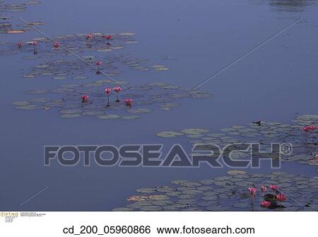 Stock Photograph - Still, Life, Nature, Pond, Lake, Lillypads, Green. Fotosearch