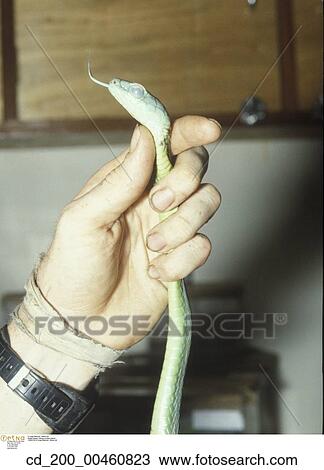Still, Life, Snake, Hand View Large Photo Image Stock Image - Still, Life, Snake, Hand. Fotosearch