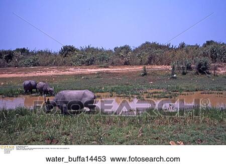 still, life, water, buffalo, grazing View Large Photo Image Stock Image - still, life, water, buffalo, grazing. Fotosearch