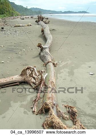Stock Photo - Beach, Tropical, Sky, Sand, Ocean, Driftwood. Fotosearch