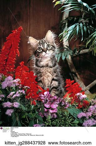 Cat, Flowers View Large Photo Image Stock Photo - Cat, Flowers. Fotosearch